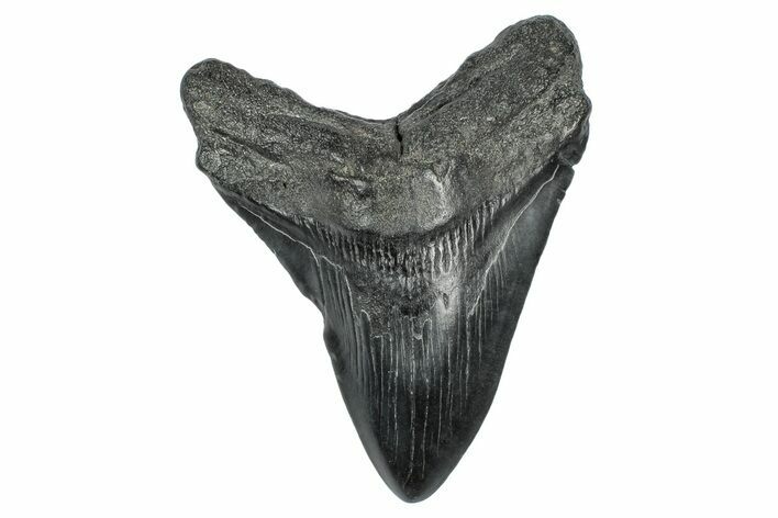 Fossil Megalodon Tooth - South Carolina #340138